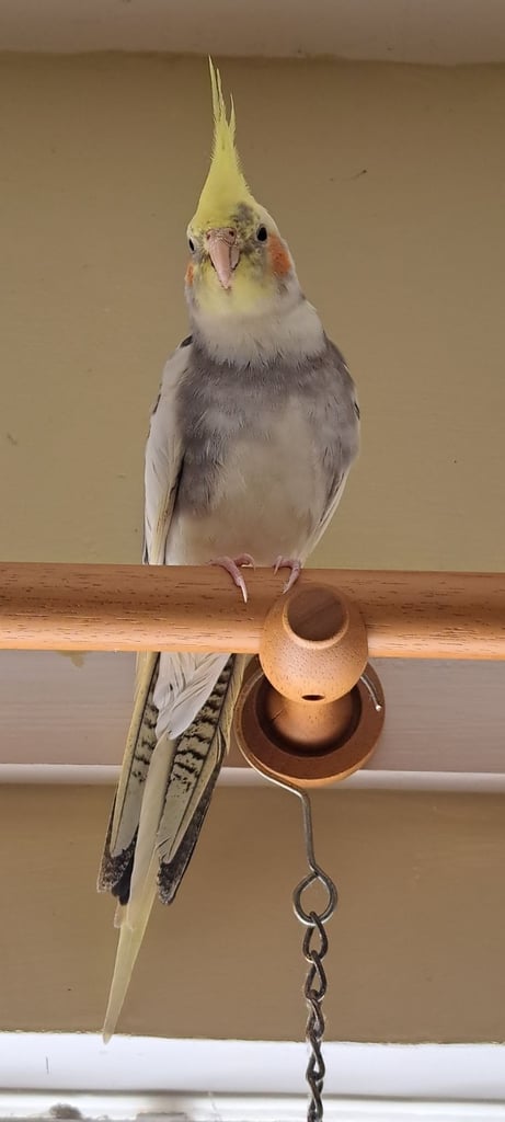 Cockatail 