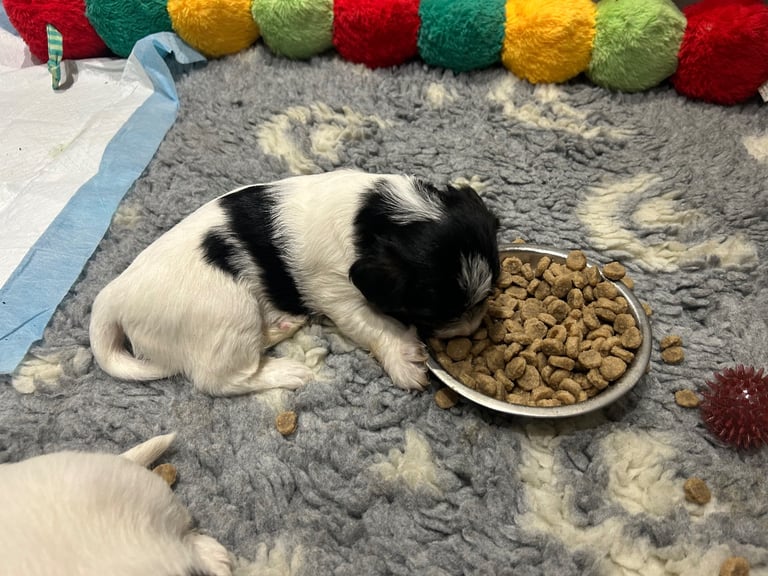2 BOYS 1 GIRL LEFT - Sealyham Terrier cross puppies 