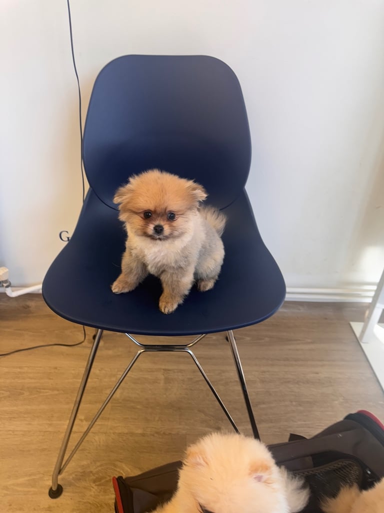 Small teddy Pomeranian puppy boy (brown) 