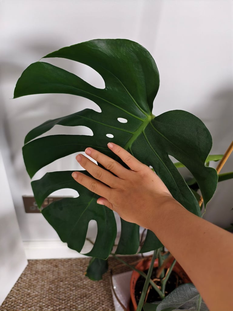 Big Swiss Cheese Plant (Monstera Deliciosa) for sale!