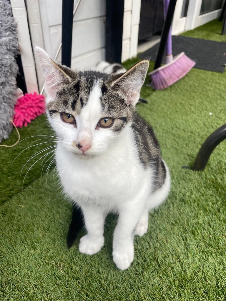 Beautiful Female Kitten 12 weeks old 