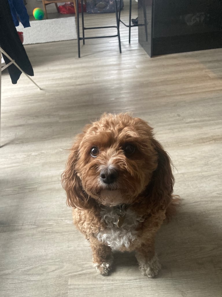 Beautiful Cavapoochon