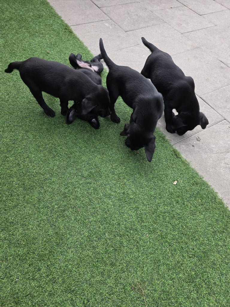 Labrador Puppies 