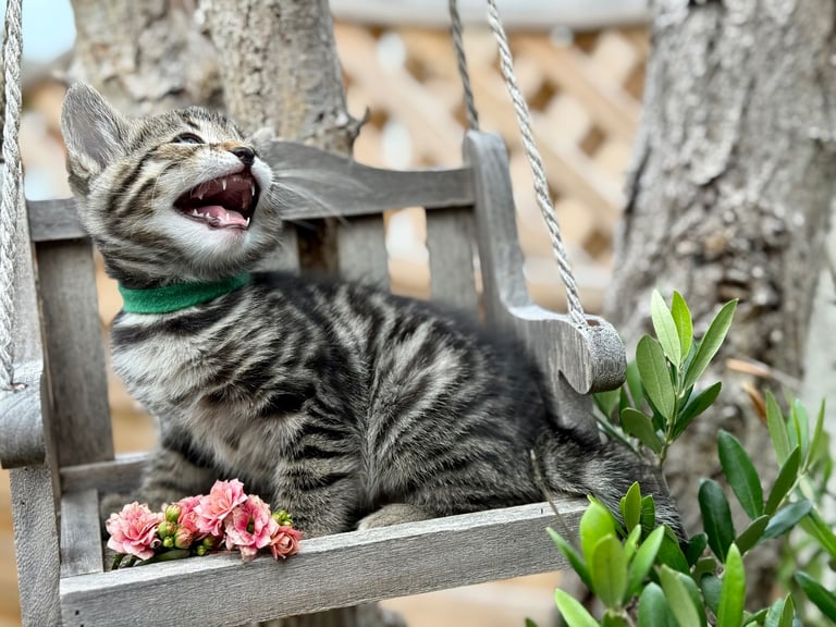 Beautiful Bengal Kittens 