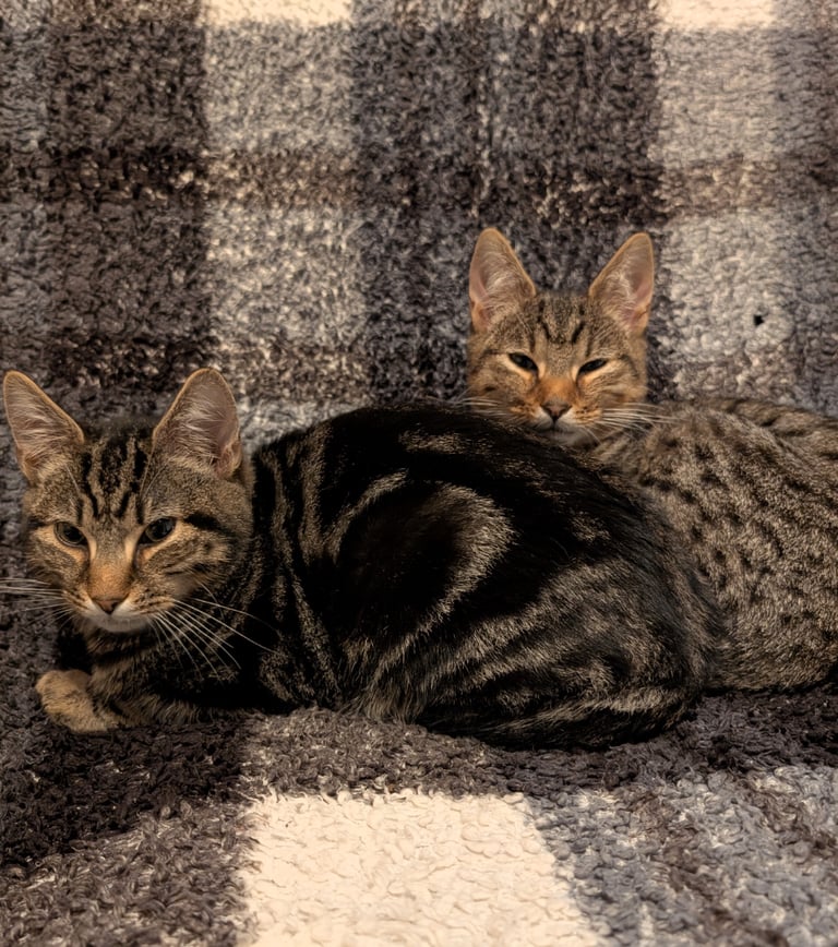 2 beautiful brothers 