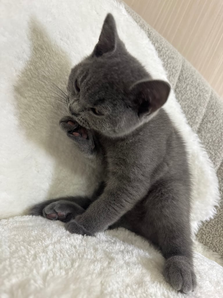  One Beautiful British short hair kitten available