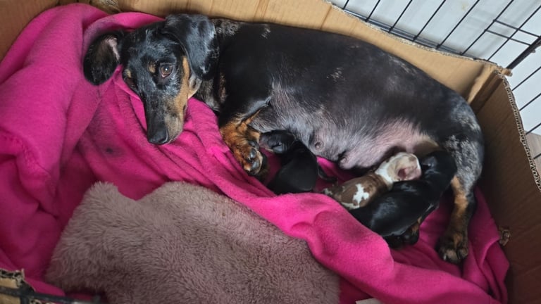 Beautiful miniature dachshunds, deposits being taken now