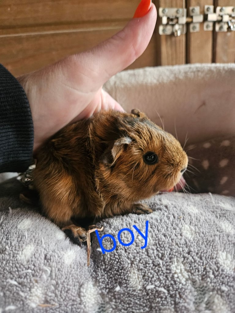 Guinea pigs in pets in Lancashire Pets Gumtree