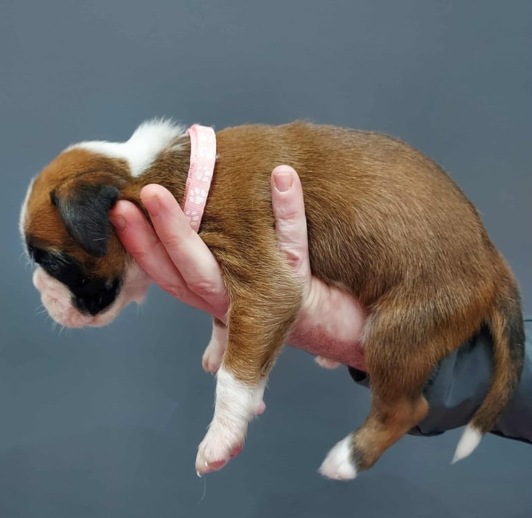 Boxer puppies 
