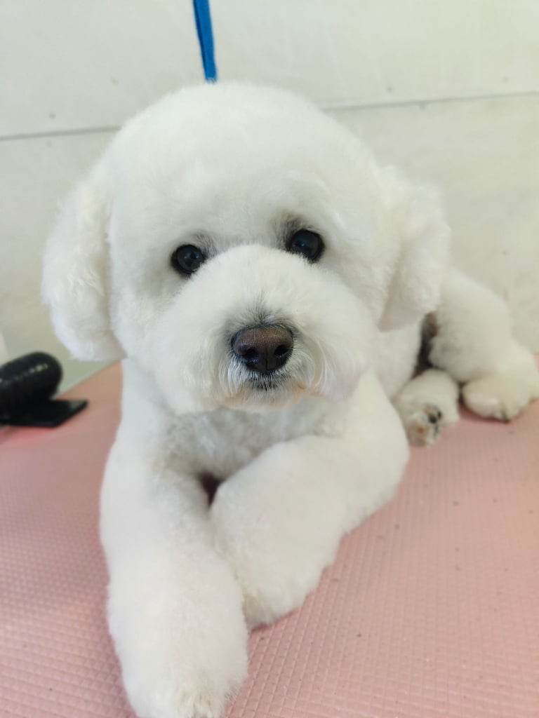image for Professional Dog Grooming (Dog Groomer) - Dungannon/ Coalisland
