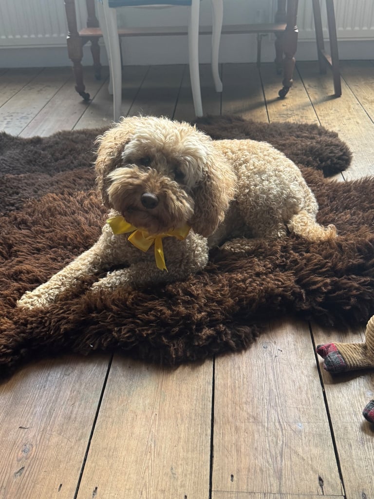 7 Year Old Cockapoo