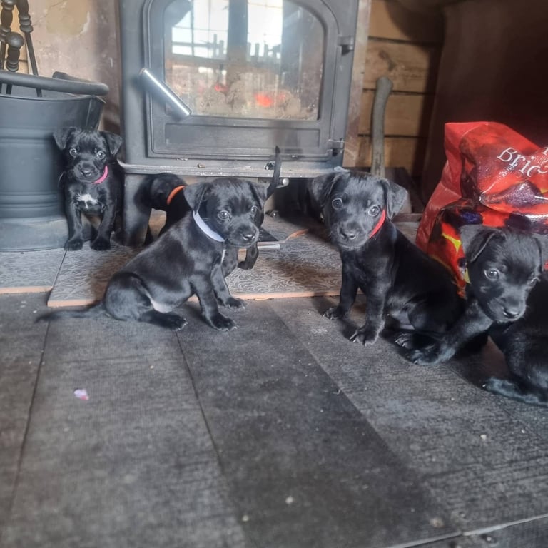 Full Patterdale terrier puppies available now