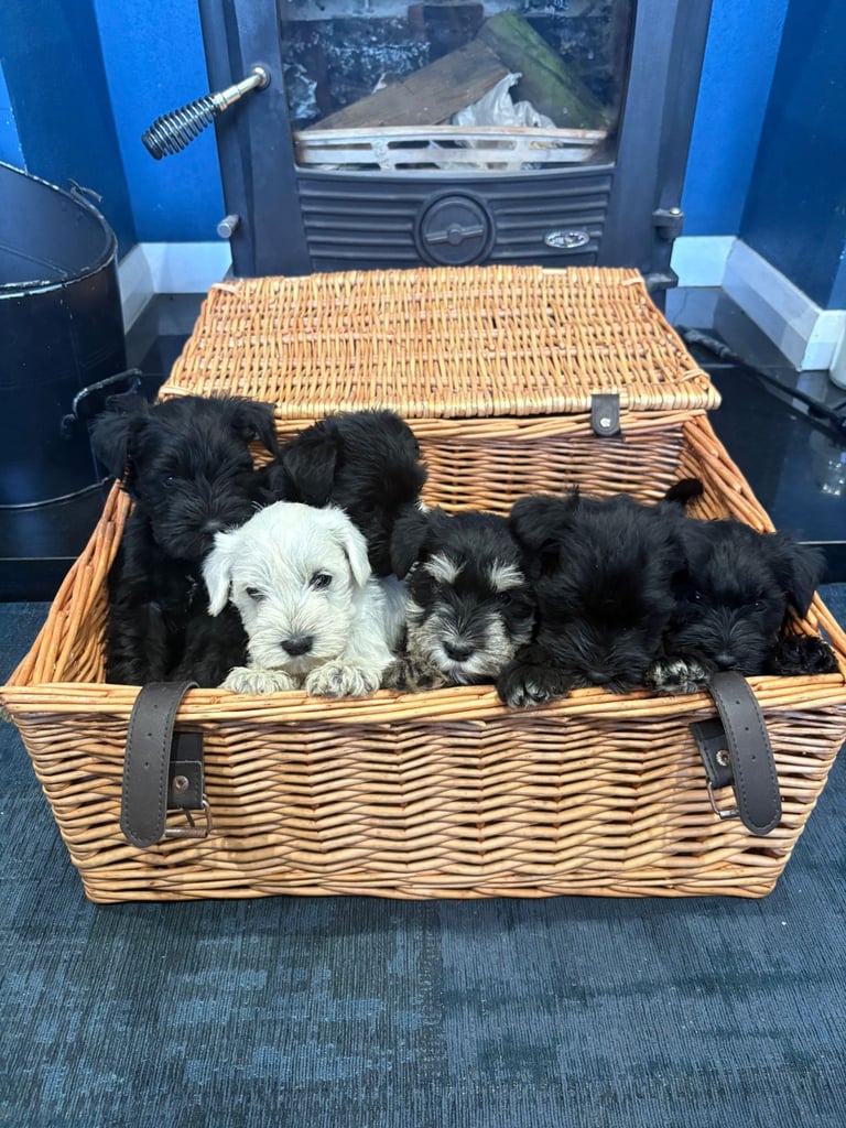 MINIATURE SCHNAUZER KENNEL CLUB REG