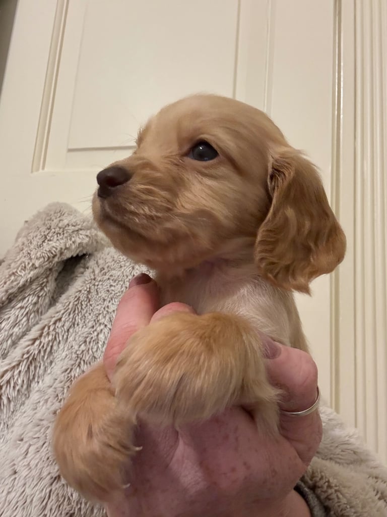 KC Cocker Spaniel Pups 