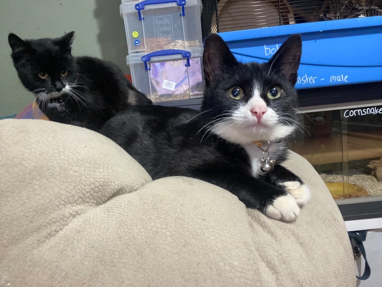 Lovely young cats looking for forever family 