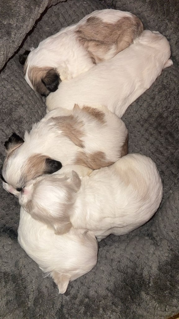 🐾 Shih Tzu – Bichon puppies for sale 🐾