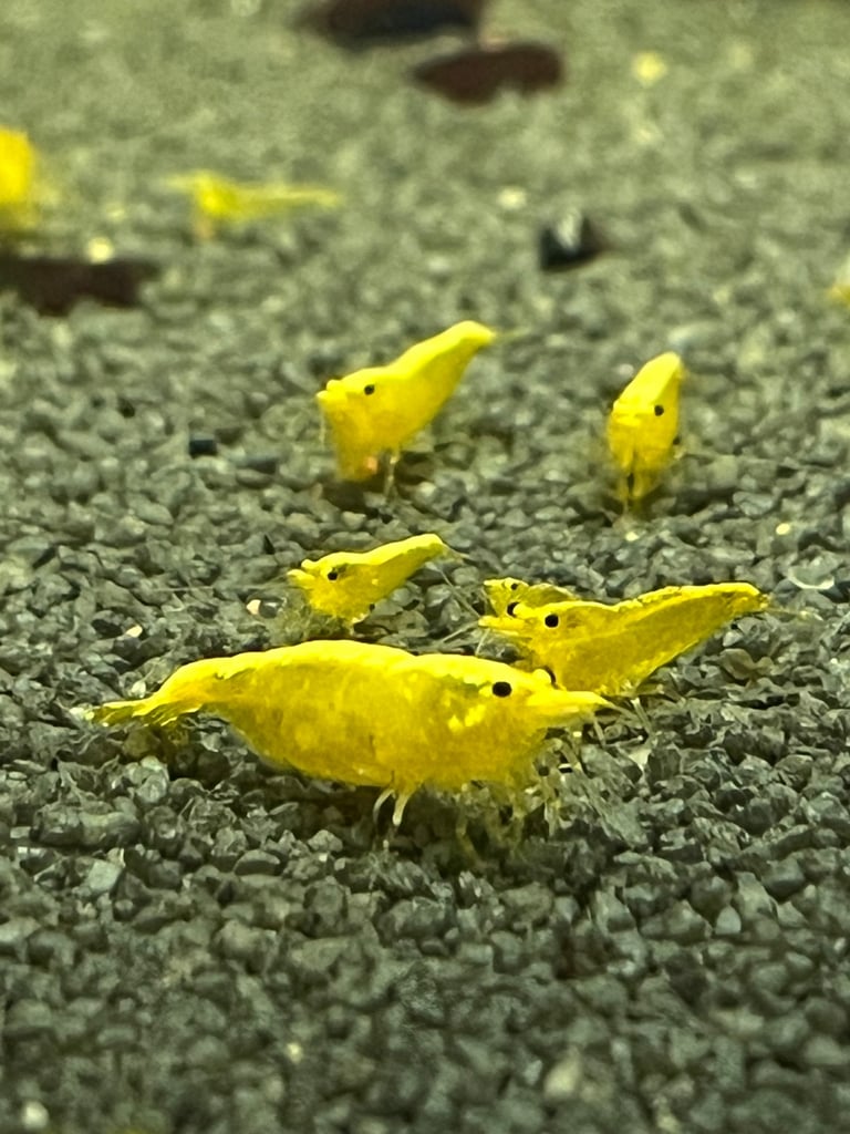 Golden Sand Golden yellow back cherry shrimp Neocaridina tropical aquarium clean up crew