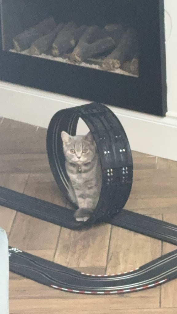 British shorthair kitten