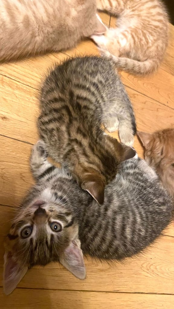 Bengal cross kittens