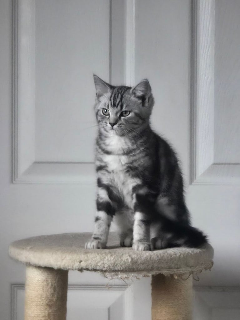 image for British Shorthair Kitten