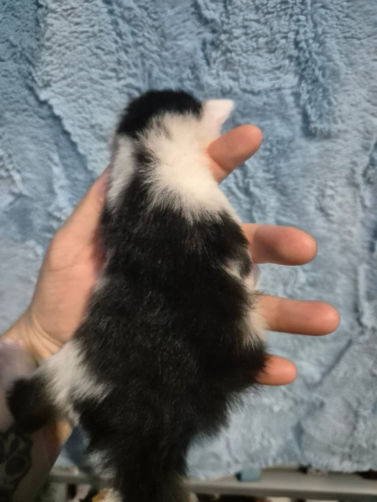 Gorgous kittens long & short haired