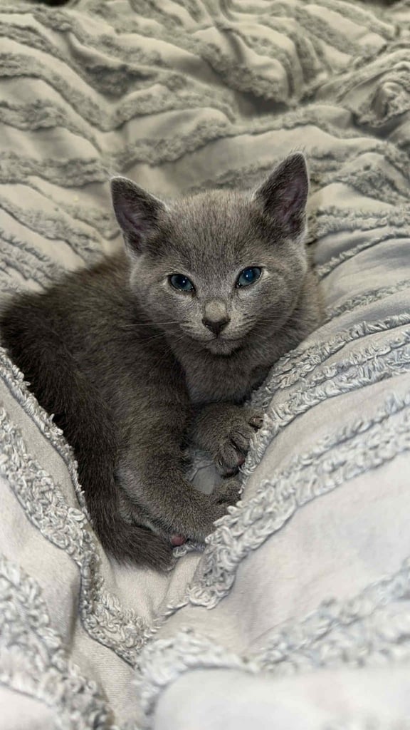 4-Month Old Russian Blue