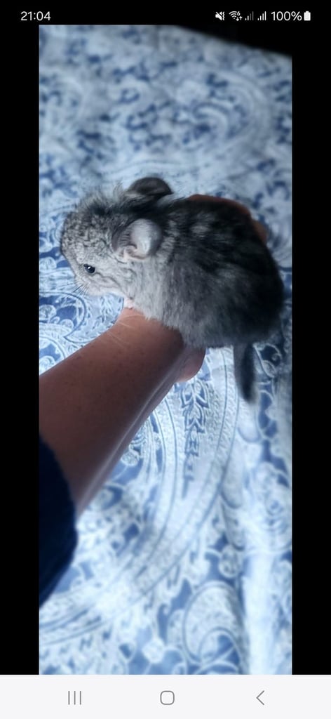 Chinchillas 