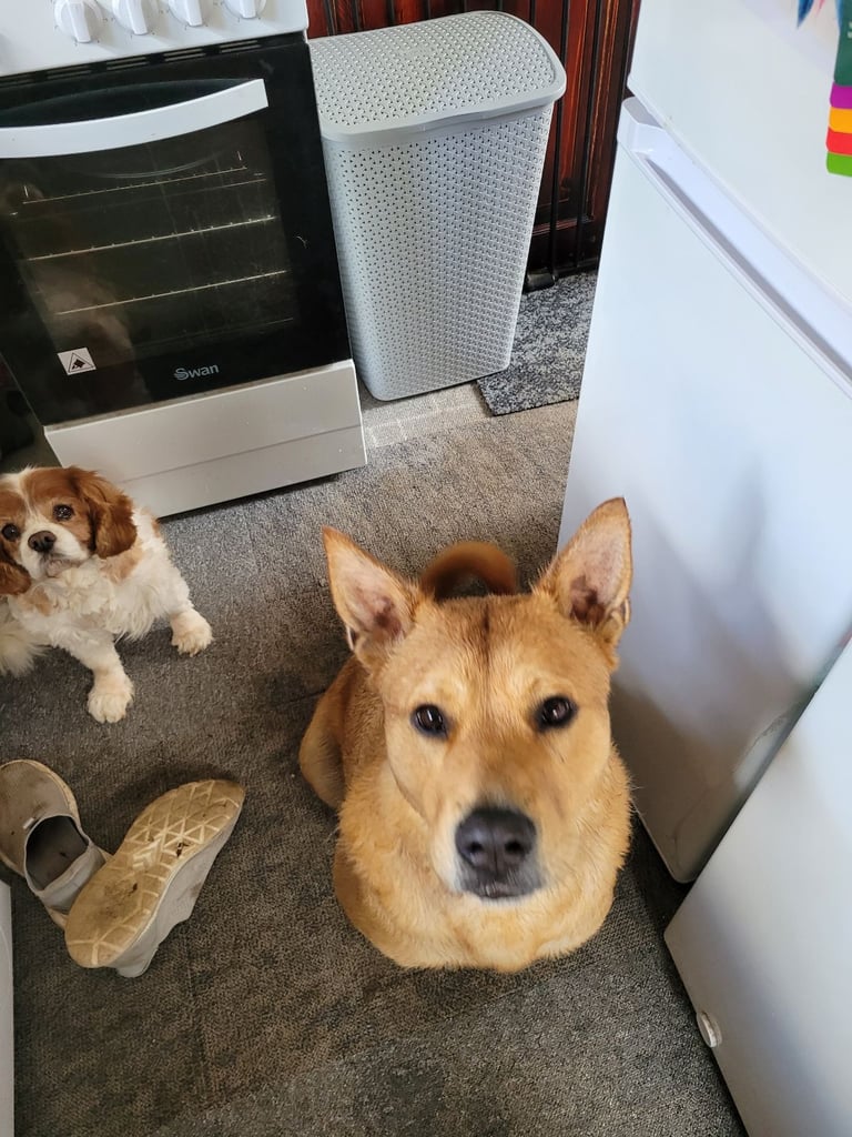 FEMALE THREE YEARS OLD