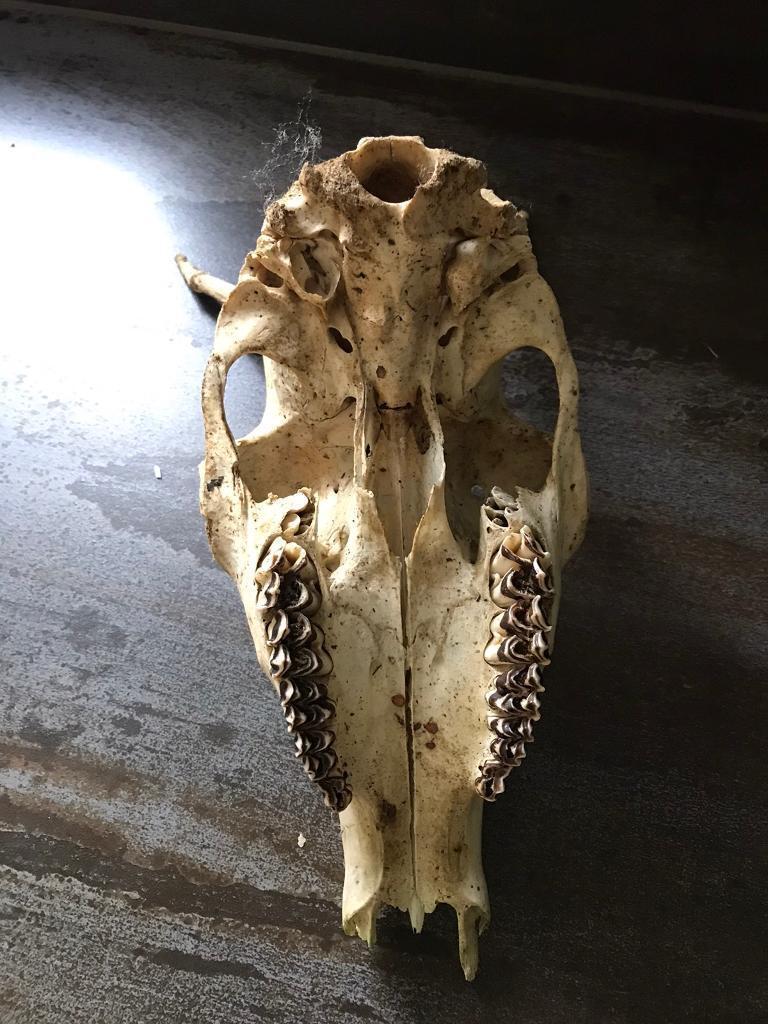 Deer skull 