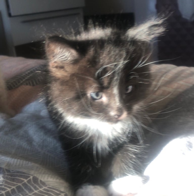 image for kittens for sale