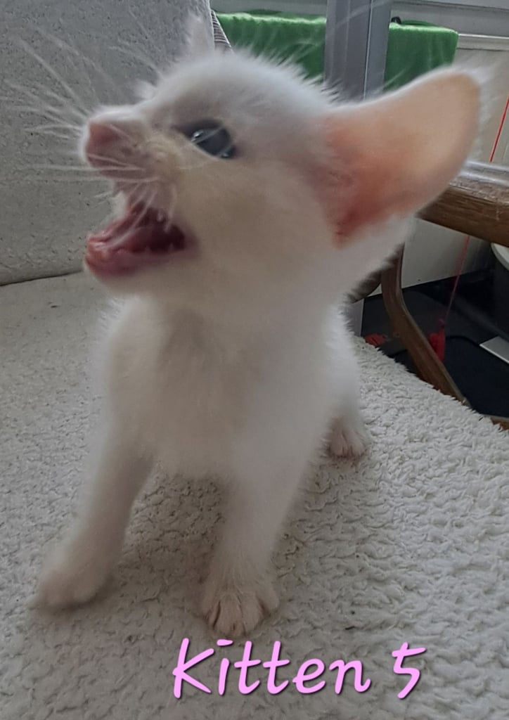 4 Stunning kittens for sale