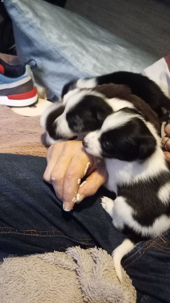 Collie puppies for sale 