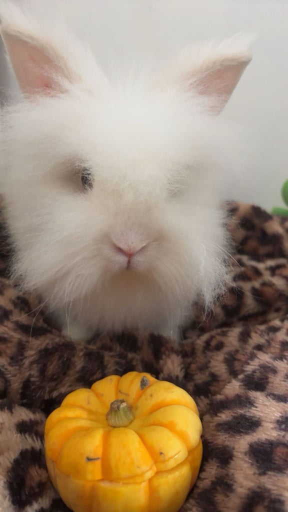 Male lion head rabbit 