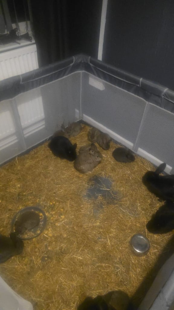 Baby rabbits