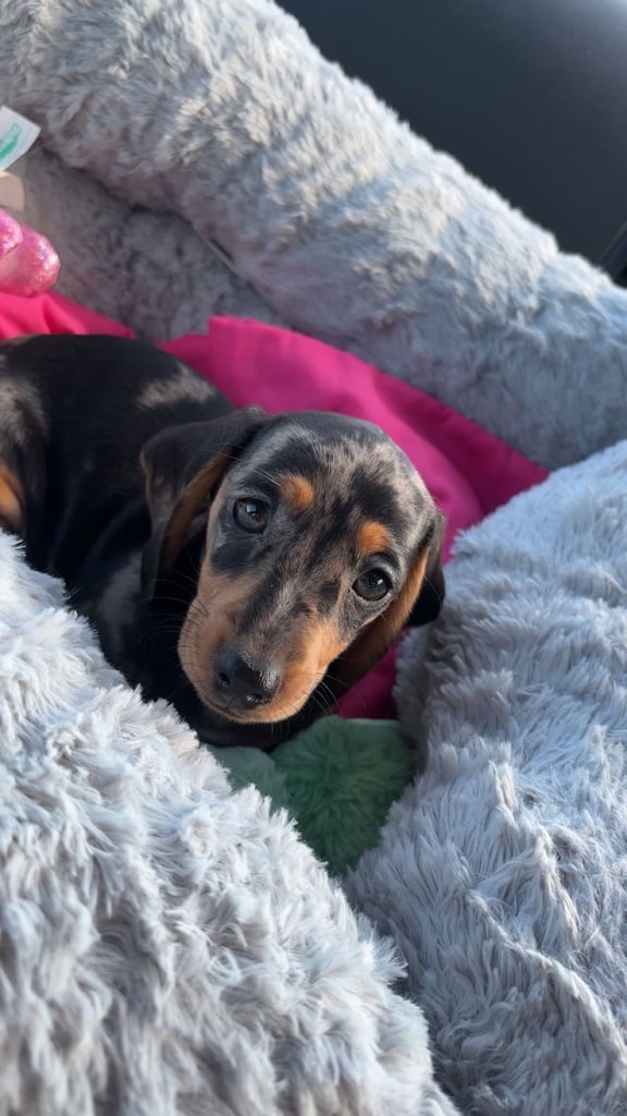 Miniature dachshund