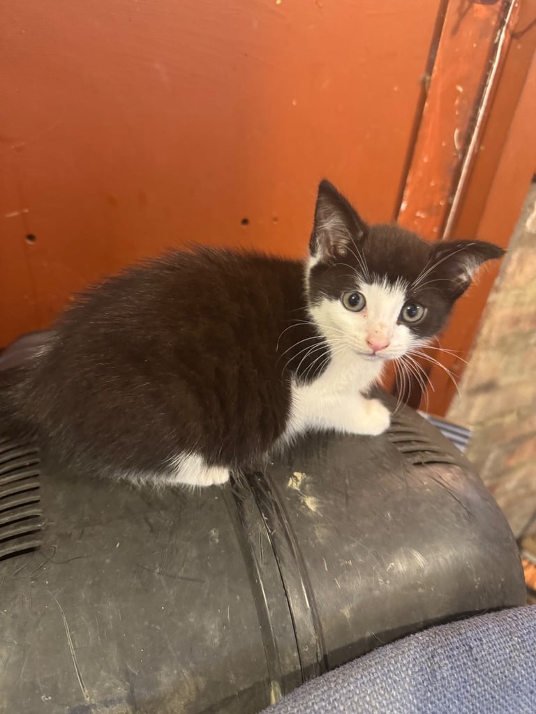 Grey white black ginger tabby tortoiseshell tuxedo girl female kitten cat