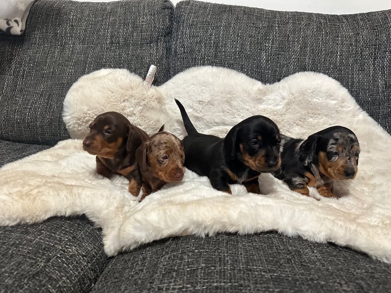 image for Miniature dachshund puppies