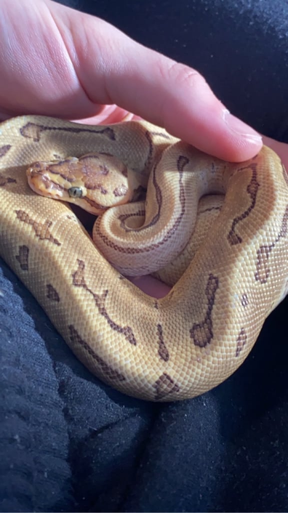 Beautiful Snake and large vivarium 
