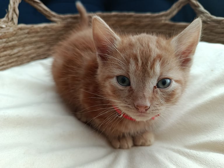 Adorable Kittens - domestic shorthair