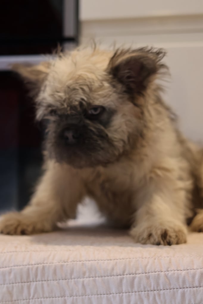 French bulldog fluffy 