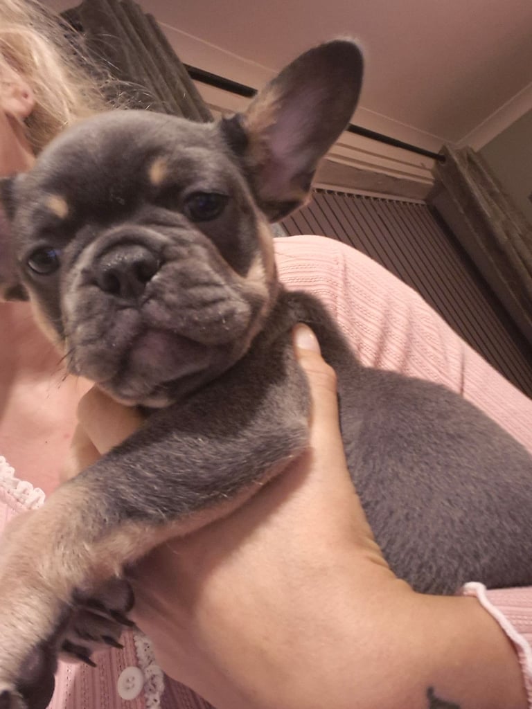 South Shields French Bulldog Puppies Under 1000 Bulldogs Dogs In