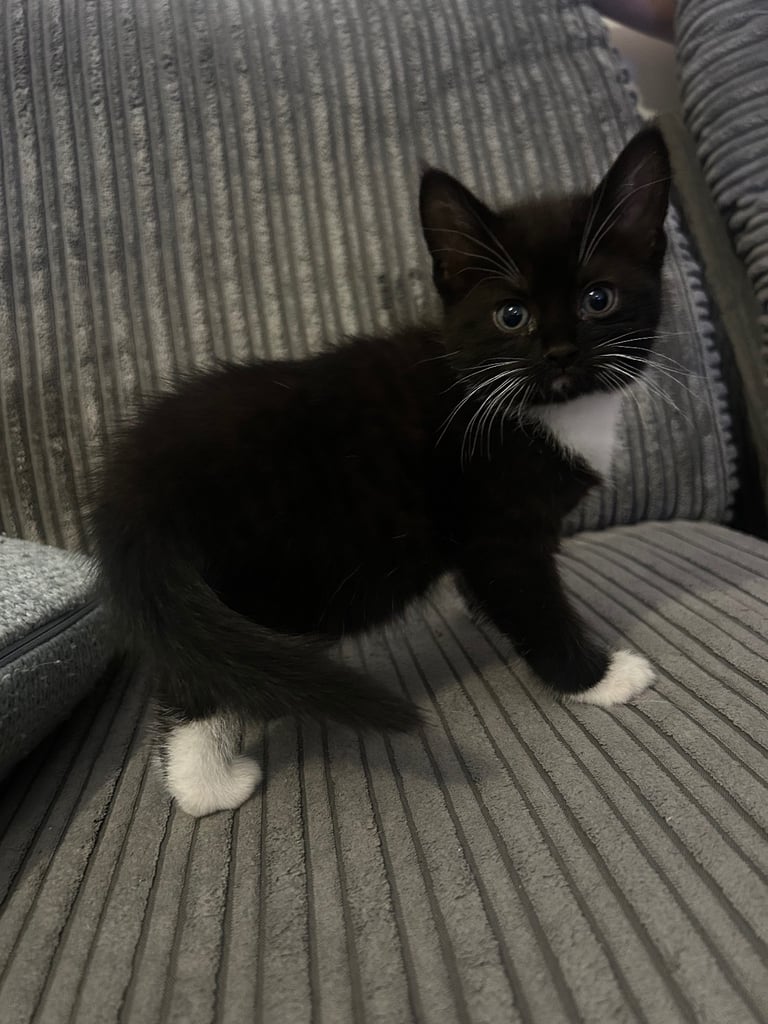 Kittens, 8 weeks, black and white, 1 x girl, 4 x boys, ready now 