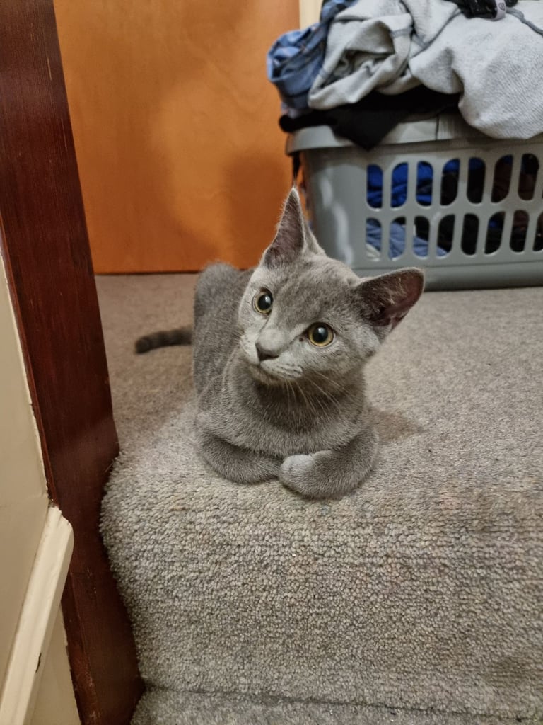 Russian Blue cat 