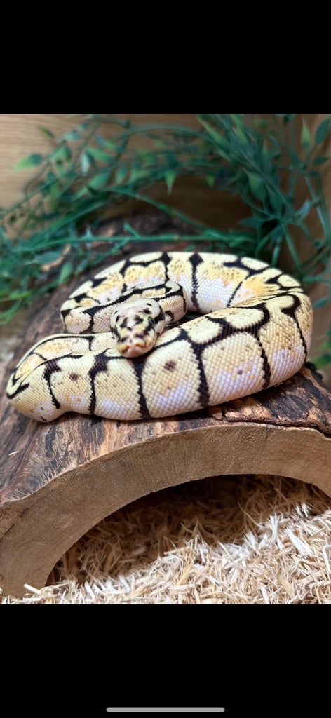 Royal pythons