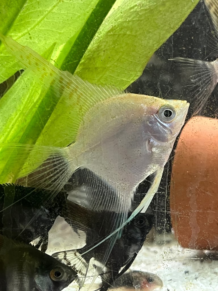 Longfin Gold Angelfish