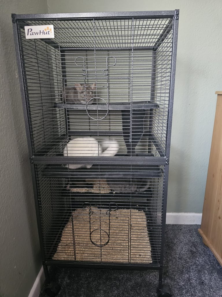3 chinchillas with full set up 