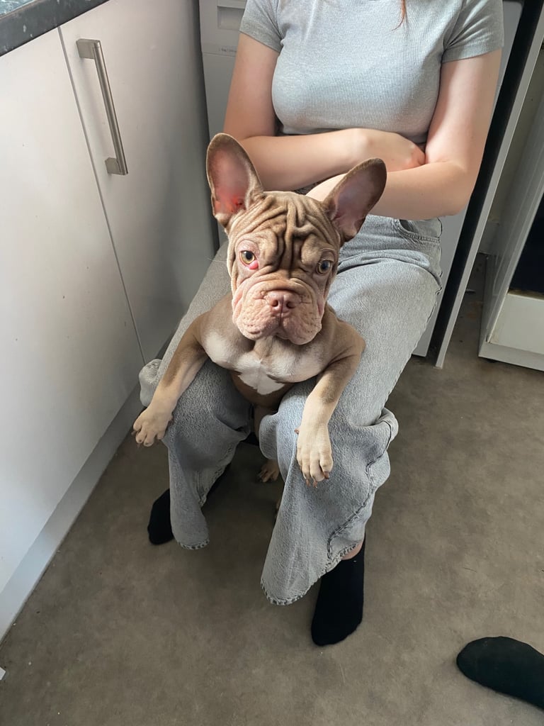 image for French bulldog