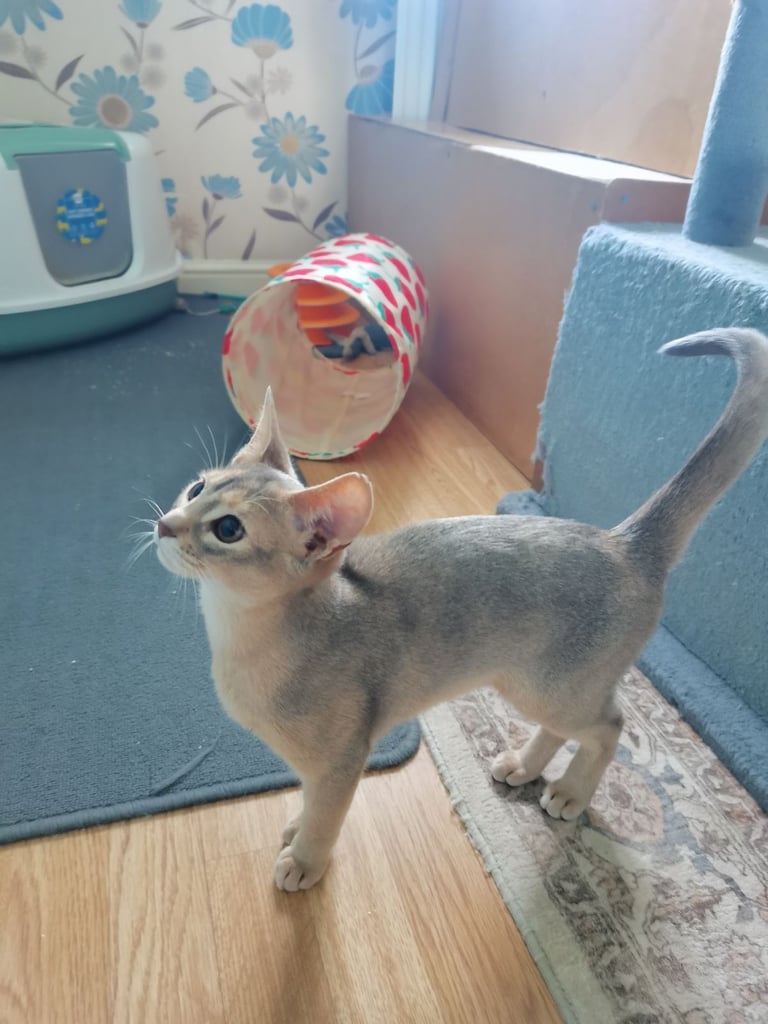 Stunning GCCF Abyssinian girl kitten.