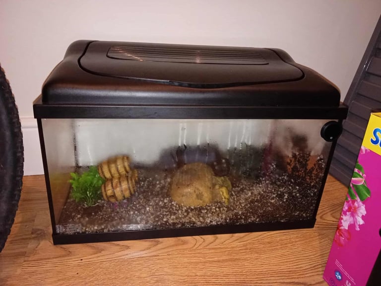 image for 54litres beginners fish tank setup