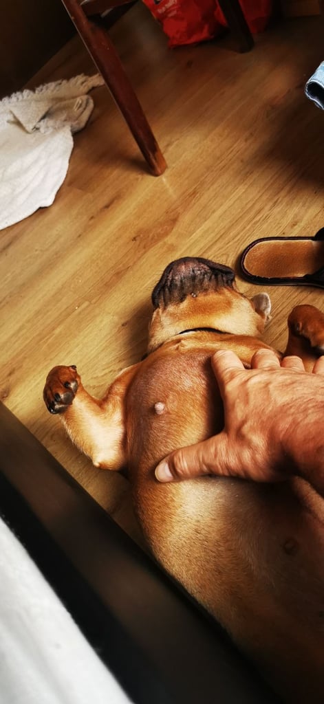 French Bulldog